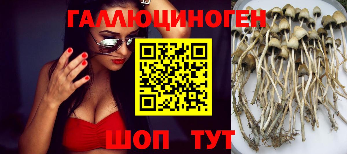 Галлюциногенные грибы Psilocybine cubensis Воскресенск